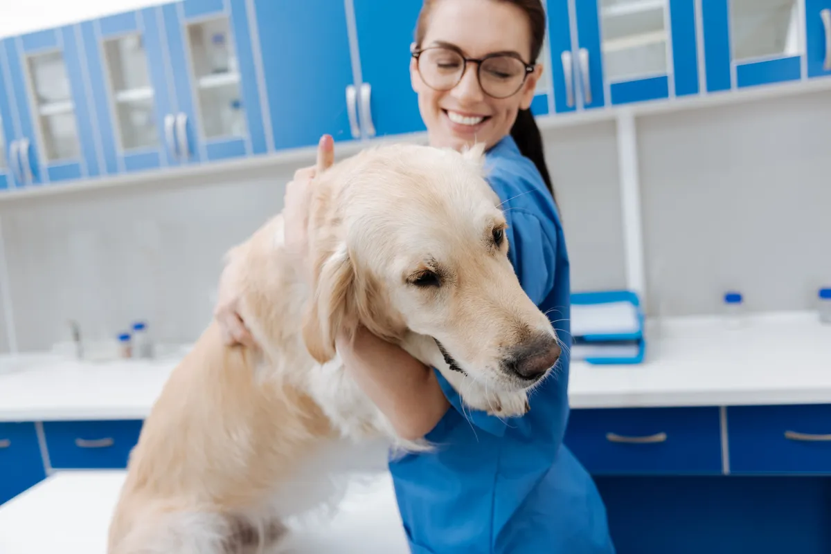 cheapest vet 
