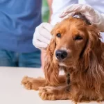 free or low cost vet canberra