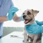 free or low cost vet hobart