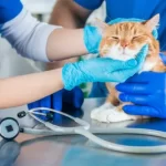 free vet darwin