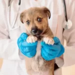 free vet adelaide