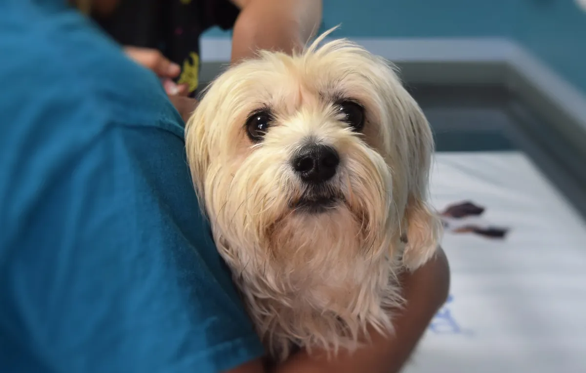 cheapest vet in canberra