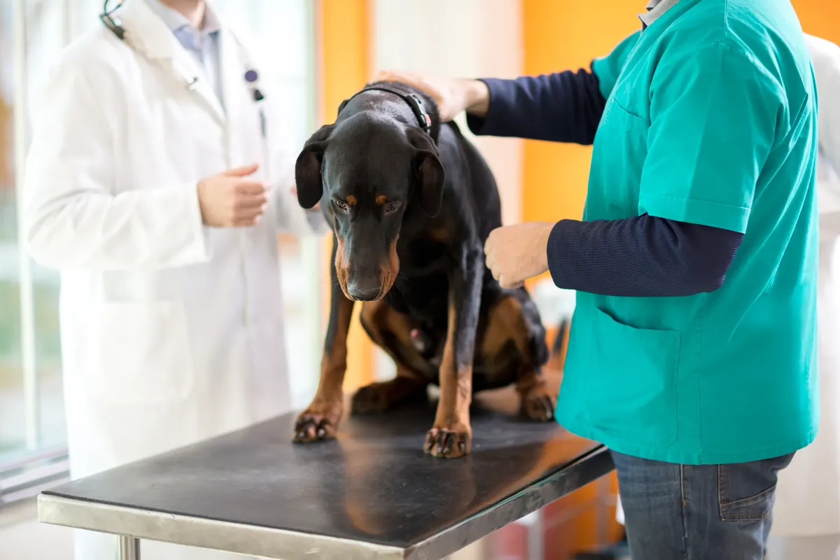 help with vet bills