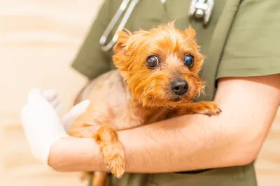 free or low cost vet rockhampton qld