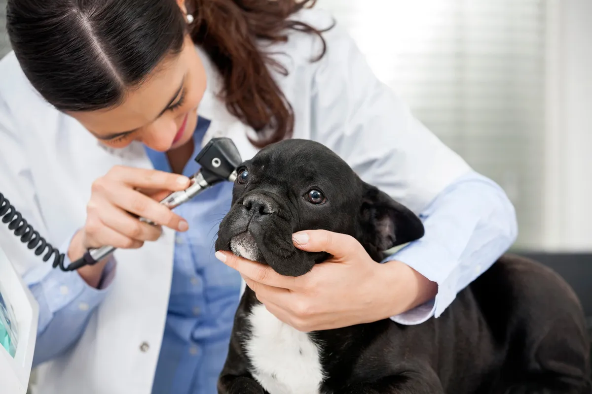 the animal hospital kalgoorlie