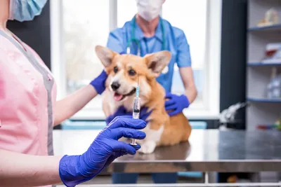 free vet care for pensioners townsville