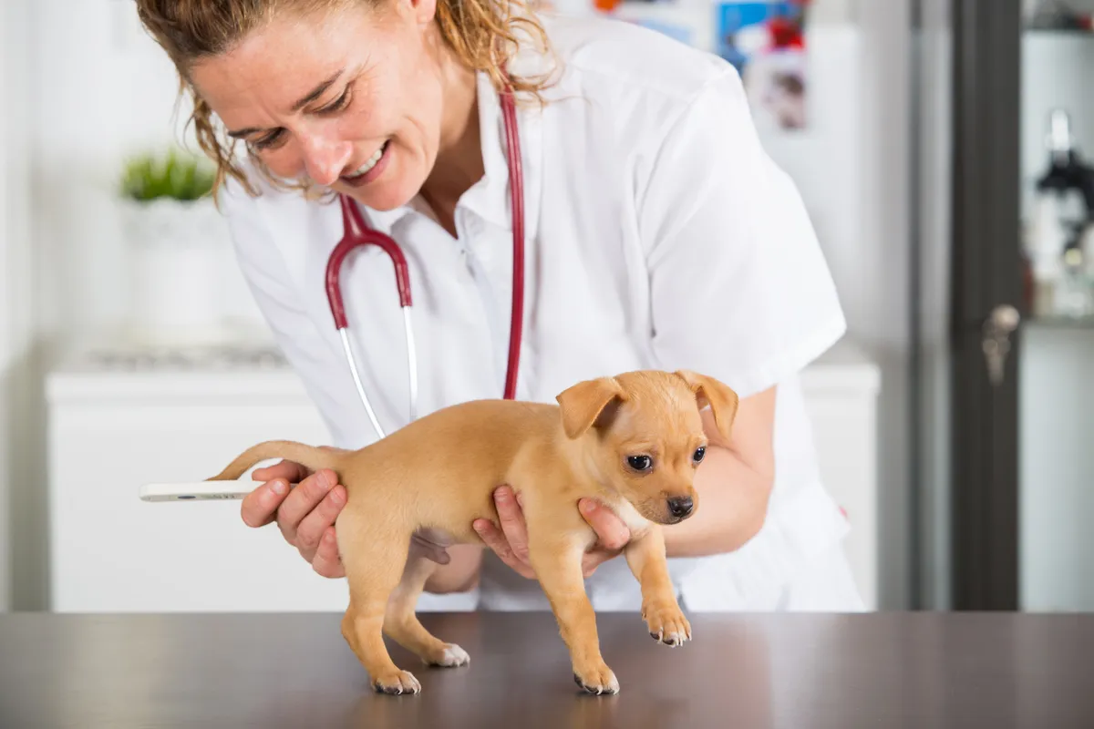 moruya veterinary clinic