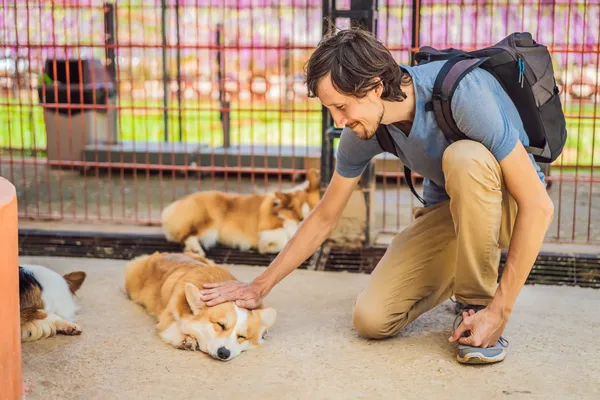 free vet australia
