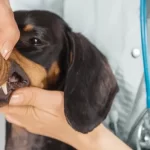 Free vet in Gold Coast