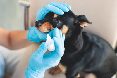 free vet care for pensioners albury