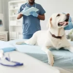 Free vet in Maitland