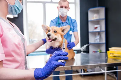 free vet care for pensioners shepparton mooroopna