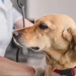 Free vet in Bundaberg