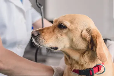 free vet care for pensioners bundaberg