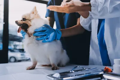 cheaper vet in Ipswich qld