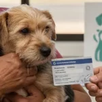Free vet in Alice Springs