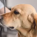 Free vet in Wagga Wagga
