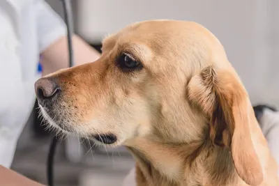free or low cost vet clinic