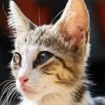 Free vet in Parramatta