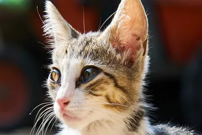 free vet care for pensioners