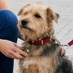 Free vet in Tamworth