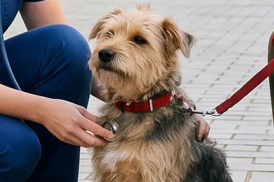 free vet care for pensioners tamworth
