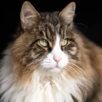 Free vet in Palmerston