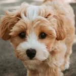 Free vet in Queanbeyan