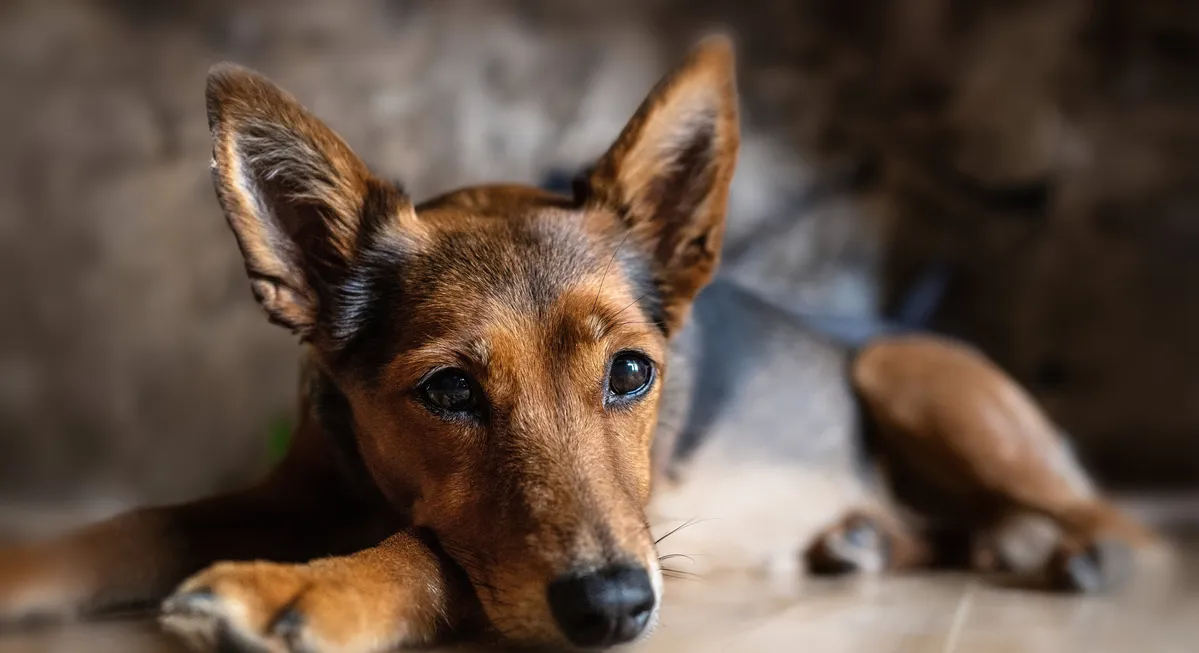 animal care facility adoption