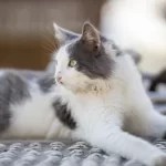 Free vet in Ballarat