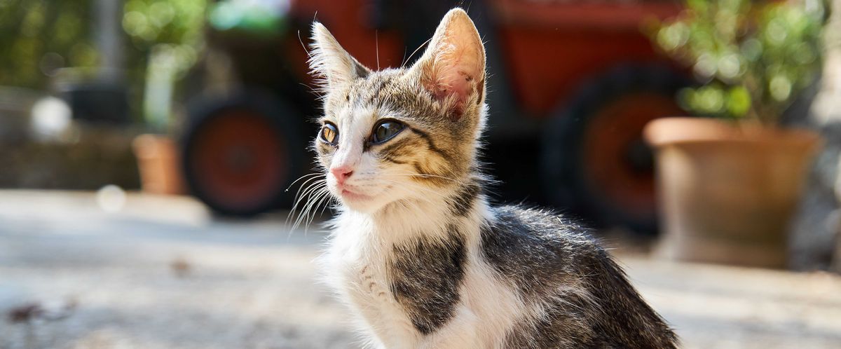 adopt the cat